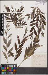 Foto von Salix cinerea L. x Salix viminalis L.